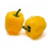 National Gardens Yellow Capsicum / Pepper Seeds