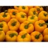 Yellow Capsicum / Pepper Seeds