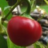 Red Cherry Hots Pepper Seeds