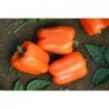 Orange Capsicum / Pepper Seeds