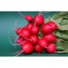 National Gardens Cherry Belle Radish Seeds