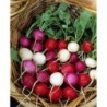 National Gardens Easter Egg Radish Seeds