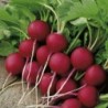 National Gardens Scarlet Globe Radish Seeds