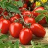 National Gardens Red Italian Roma Tomato Seeds