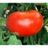 National Gardens Ace 55 Tomato Seeds