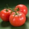 Ace 55 Tomato Seeds