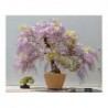 National Gardens Royal Empress Princess Bonsai Seeds