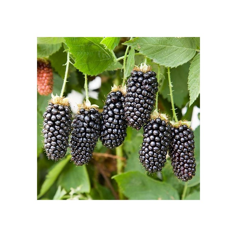 National Gardens Blackberry Fruit Seeds - Ready to Sow (Pack of 10 Seeds)