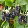 National Gardens Blackberry Fruit Seeds - Ready to Sow (Pack of 10 Seeds)