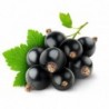 National Gardens Black Currant Fruit Seeds (Pack of 10 Seeds)