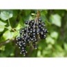 Black Currant Fruit Seeds (Pack of 10 Seeds)