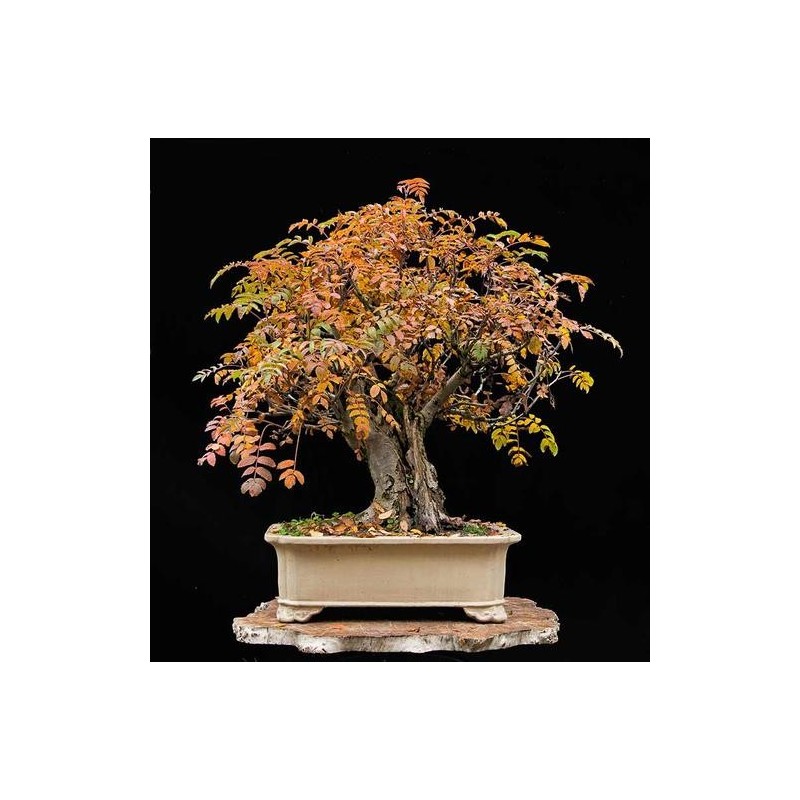 National Gardens European Mountain Ash Bonsai Seeds