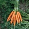 National Gardens Indian Carrot Seeds (Pack of 50 Seeds)