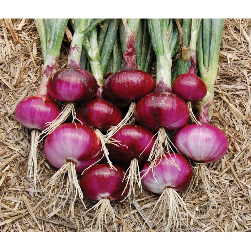 Light Red Onion Seeds (Pack of 50 Seeds)