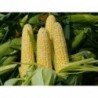 National Gardens Sweet Corn Seeds (Pack of 20 Seeds)