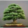 National Gardens Japanese Green Maple Bonsai Seeds