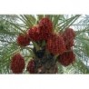 National Gardens Date Palm Seeds (Pack of 05 Seeds)