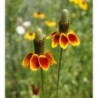 National Gardens Dwarf Mexican Hat Flower Seeds