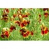 Dwarf Mexican Hat Flower Seeds