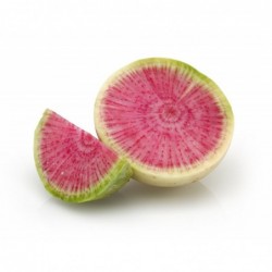 Watermelon Radish Vegetable Seeds