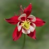 National Gardens Oriental Columbine Flower Seeds