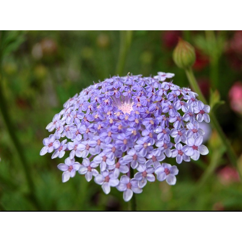 Blue Lace Island Daisy Flower Seeds