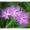 National Gardens Fringed Pinks Superbus Flower Seeds