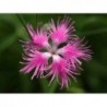 Fringed Pinks Superbus Flower Seeds