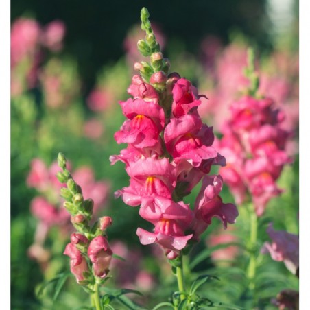 Pink Snapdragon Flower Seeds