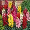 National Gardens Northern Lights Mix Snapdragon Flower Seeds