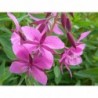 National Gardens Fireweed Flower Seeds