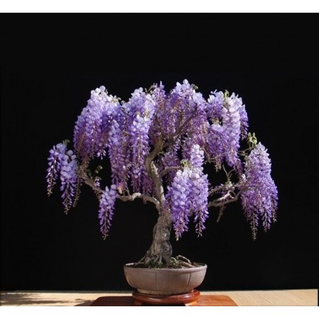 Jacaranda mimosifolia Bonsai Seeds