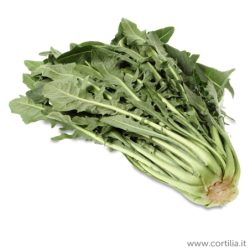 Cicoria Catalogna Chicory Vegetable Seeds