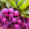 National Gardens Purple Plum Radish Root Vegetable Seeds