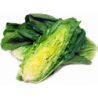 National Gardens Sugar Loaf Green Vegetable Seeds