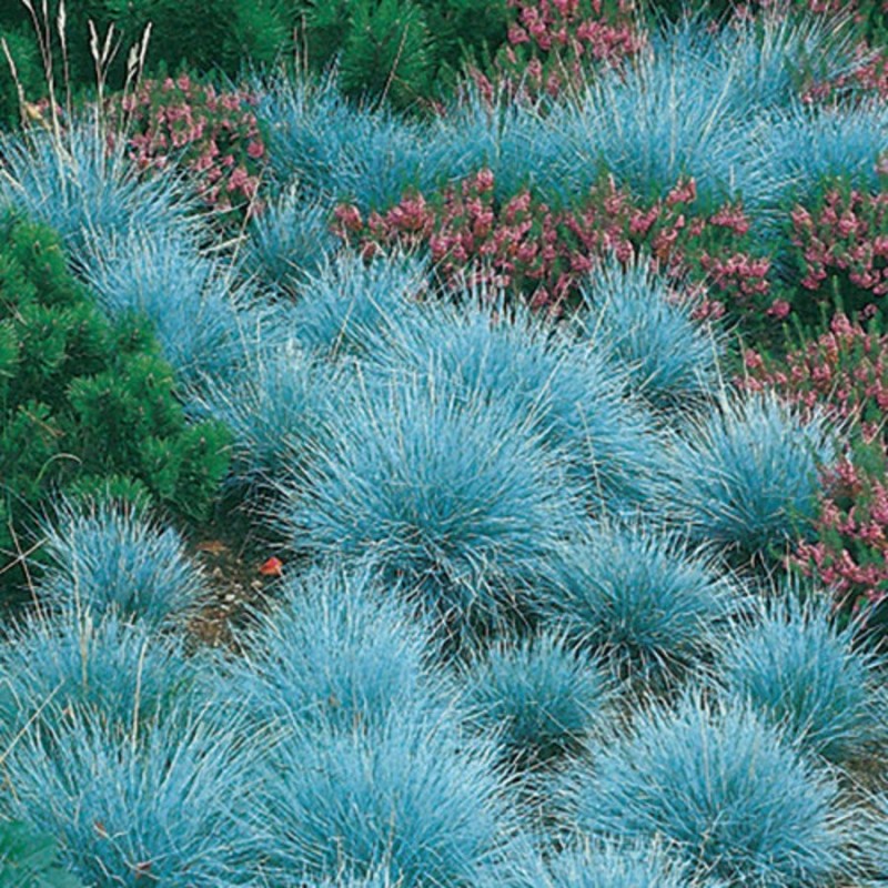 Blue Fescue Ornamental Grass Seeds