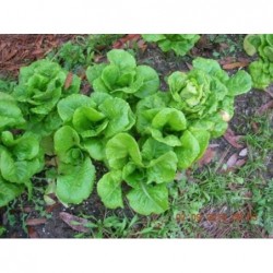 Limestone Bibb Lettuce Seeds