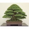 National Gardens Japanese Black Pine Bonsai Seeds