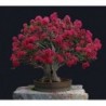 National Gardens Crape Myrtle Bonsai Seeds