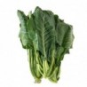 National Gardens Morris Heading Collards Green Vegetable Seeds