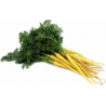 National Gardens Solar Yellow Carrot Vegetable Seeds