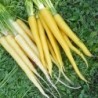 Solar Yellow Carrot Vegetable Seeds