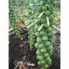 Catskill Brussel Sprouts Vegetable Seeds