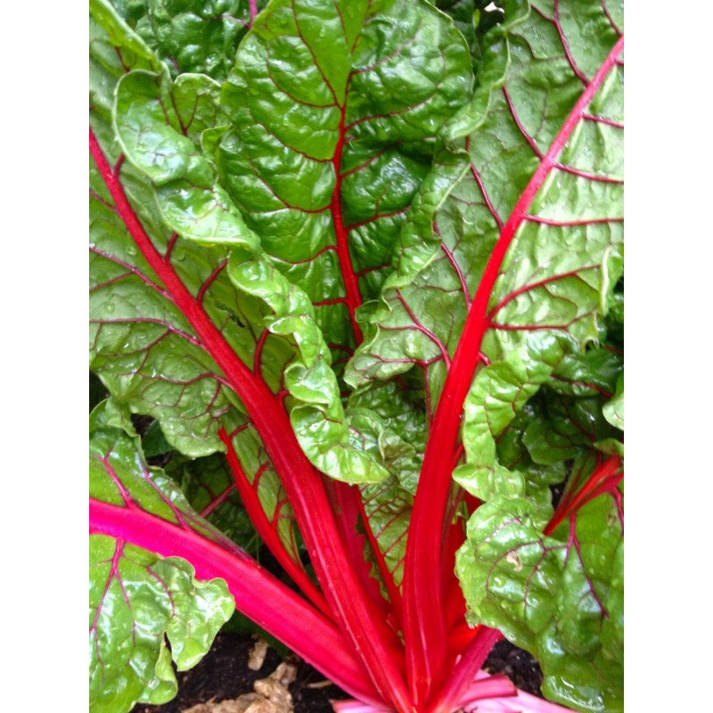 National Gardens Ruby Red Swiss Chard Vegetable Seeds