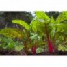 Ruby Red Swiss Chard Vegetable Seeds