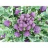 National Gardens Purple Sprouting Broccoli Vegetable Seeds