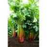 Giant Red Celery Vegetable Seeds