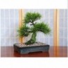 National Gardens Slash Pine Bonsai Seeds