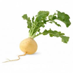 National Gardens Golden Ball Turnip Root Vegetable Seeds