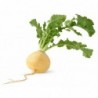 National Gardens Golden Ball Turnip Root Vegetable Seeds